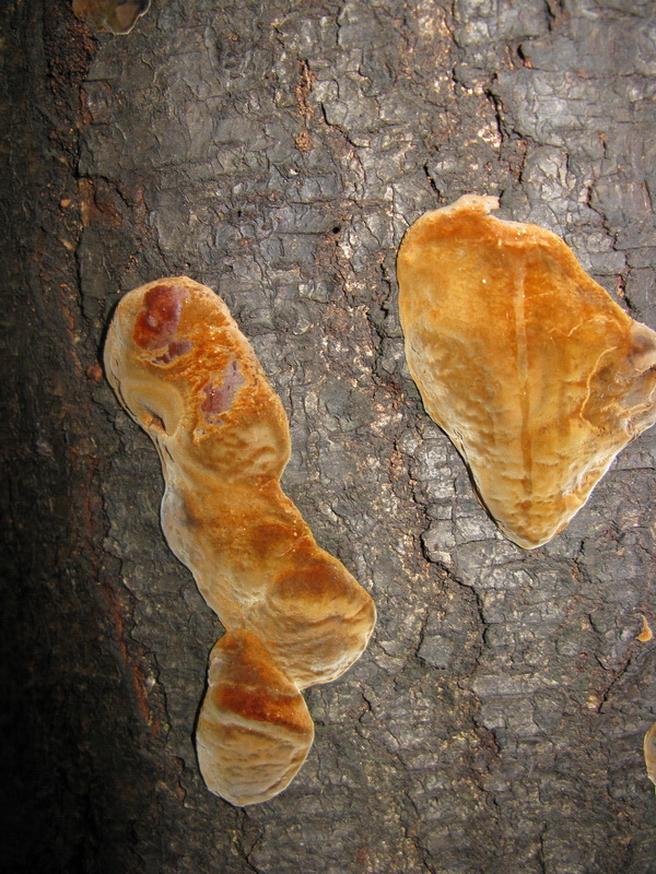 Phellinus tubercolosus